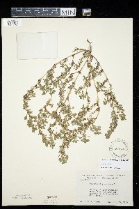 Amaranthus albus image