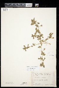 Amaranthus blitoides image