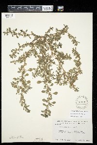 Amaranthus blitoides image