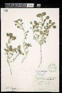 Amaranthus blitoides image