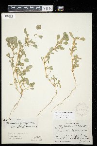 Amaranthus blitoides image