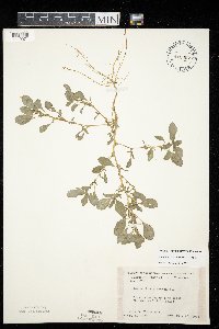 Amaranthus blitoides image