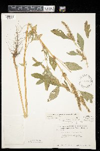 Amaranthus powellii image