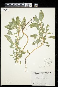 Amaranthus retroflexus image