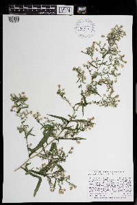 Symphyotrichum lateriflorum image