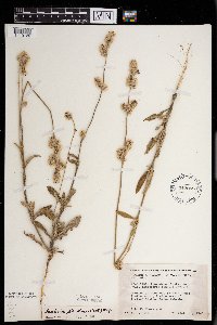 Froelichia floridana image