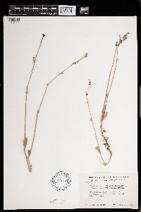 Froelichia floridana image