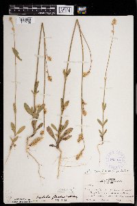 Froelichia floridana image