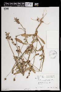 Froelichia floridana image