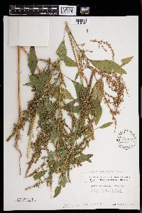Amaranthus tuberculatus image