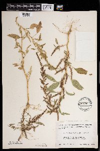 Amaranthus tuberculatus image