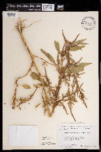 Amaranthus tuberculatus image