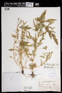 Amaranthus tuberculatus image