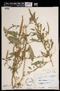 Amaranthus tuberculatus image