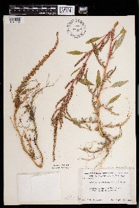 Amaranthus tuberculatus image