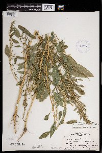 Amaranthus tuberculatus image