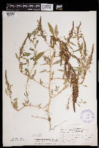 Amaranthus tuberculatus image