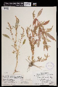 Amaranthus tuberculatus image