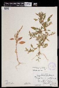 Amaranthus tuberculatus image