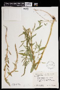 Amaranthus tuberculatus image