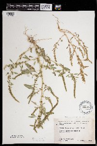 Amaranthus tuberculatus image