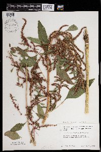 Amaranthus tuberculatus image