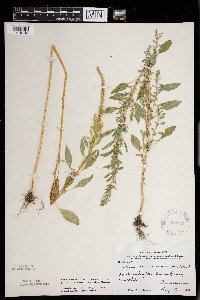 Amaranthus tuberculatus image