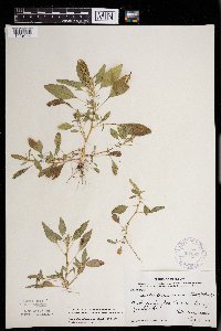 Amaranthus tuberculatus image