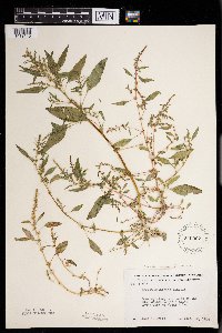 Amaranthus tuberculatus image