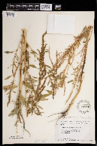 Amaranthus tuberculatus image