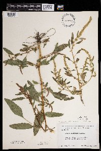 Amaranthus tuberculatus image