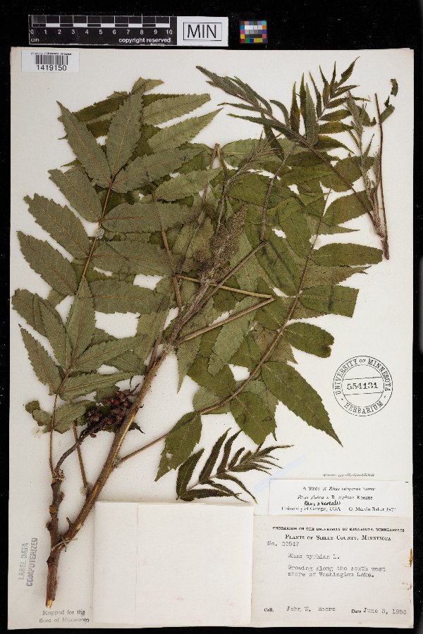 Rhus x borealis image