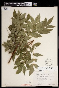Rhus x borealis image