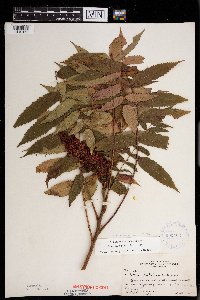 Rhus x borealis image