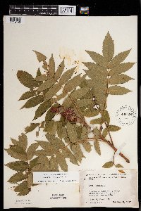 Rhus x borealis image