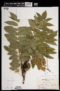 Rhus glabra image