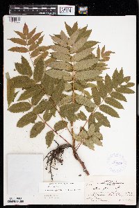 Rhus glabra image