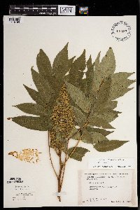 Rhus glabra image