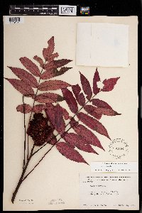 Rhus glabra image