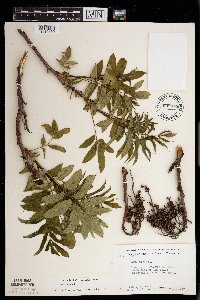Rhus glabra image