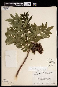 Rhus glabra image