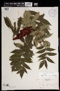 Rhus glabra image