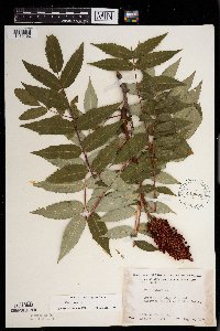 Rhus glabra image
