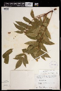 Rhus glabra image