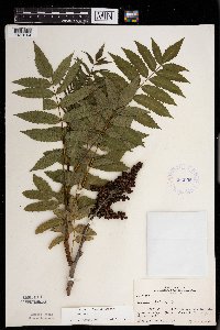 Rhus glabra image