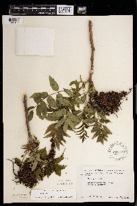 Rhus glabra image