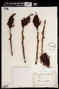 Rhus glabra image