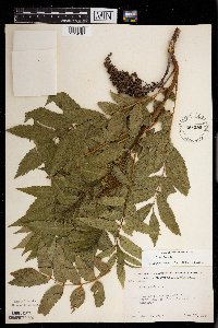 Rhus glabra image