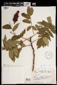 Rhus glabra image