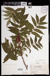 Rhus glabra image